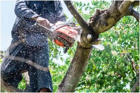 tree services Bells